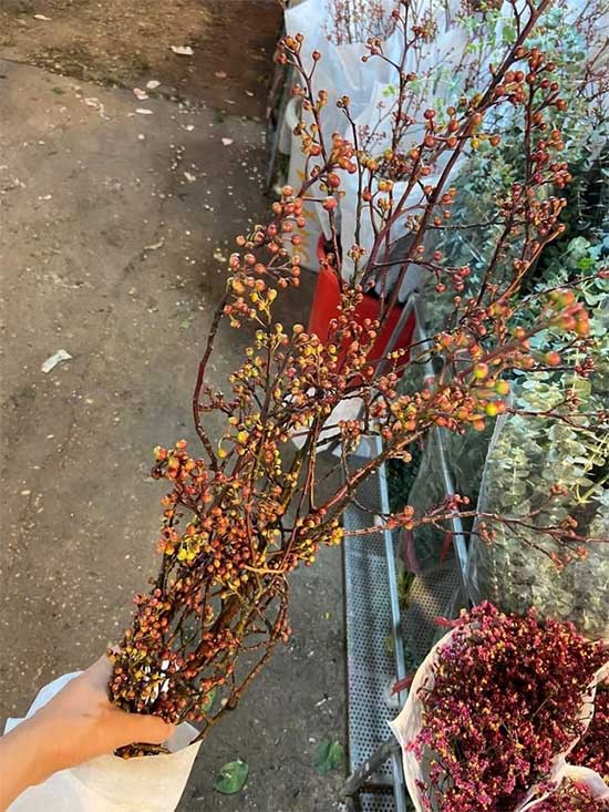 Golden Peach Blossoms