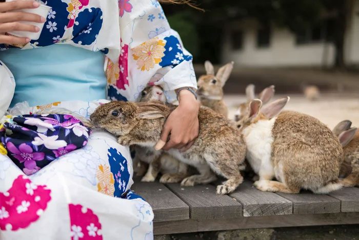 The rabbits are the main attraction for tourists visiting this island.