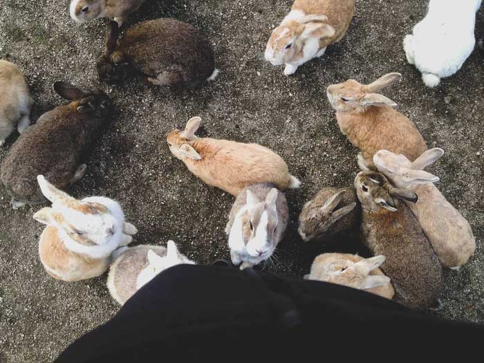 Many tourists still believe that carrots or lettuce are good for rabbits and feed them incorrectly.
