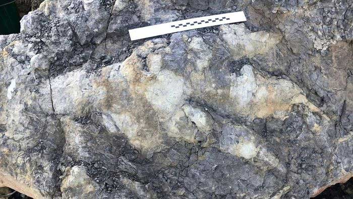Dinosaur footprint