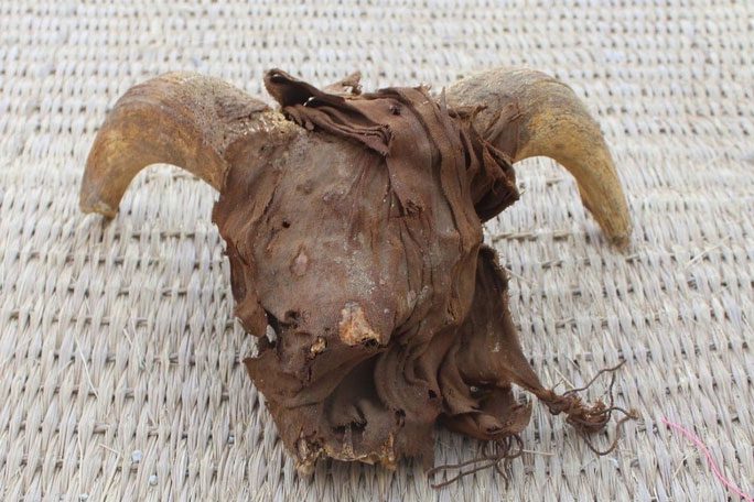 Close-up of a mummified sheep head