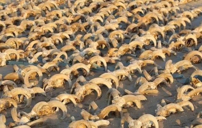 Strange landscape of thousands of mummified sheep heads