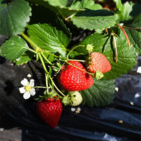 Out-of-season strawberries in Japan fetch high prices but come with high costs