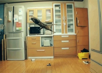 decoding the flying technique of cats 125577