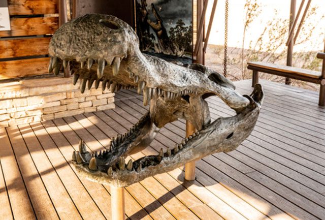 Deinosuchus reaches nearly 11 meters in length and weighs 2.5-5.5 tons.