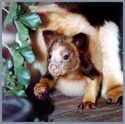 Greater Glider (Dendrolagus)