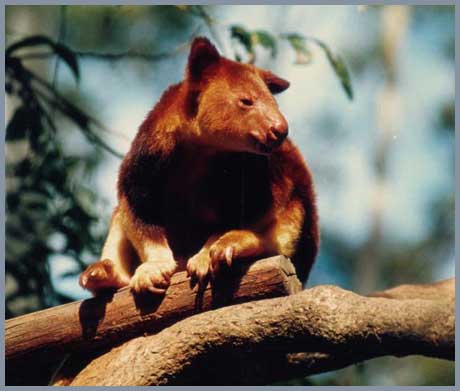 Greater Glider (Dendrolagus)