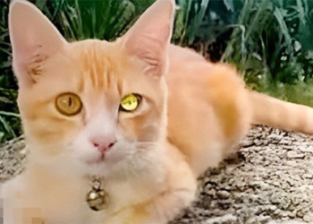 diamond eyed cat appears causing many thais to buy lottery tickets what happens 125593