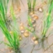 diet golden snail with herbal medicine from grass plant 7189