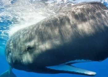 discovering the new role of whales in the carbon biology of the ocean 124788
