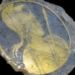 discovery golden mouth glass coated over 1 600 years 125835