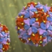 discovery of 110000 rna virus species never seen before 125174