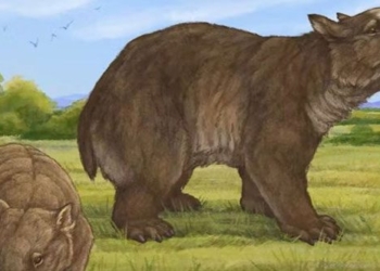 discovery of a new species of giant pouch bear that has been extinct for 80 000 years 124741