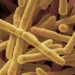 discovery of an enzyme that can convert air into energy 126308