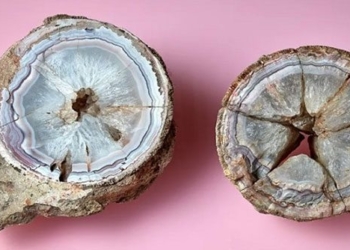 discovery of dinosaur egg 60 million years old not yet dead 126816