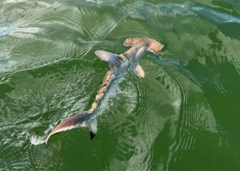 discovery of fish farm near galapagos 124927