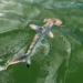 discovery of fish farm near galapagos 124927