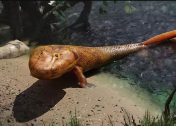 discovery of gene that helps eel evolve the ability to walk on land 126219