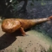 discovery of gene that helps eel evolve the ability to walk on land 126219