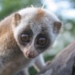 discovery of large culi species in phu quoc 6124