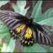 discovery of many endemic butterfly species 6920