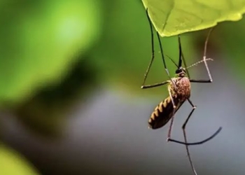 discovery of multiple antibiotic resistant pesticide insects in vietnam and cambodia 125007