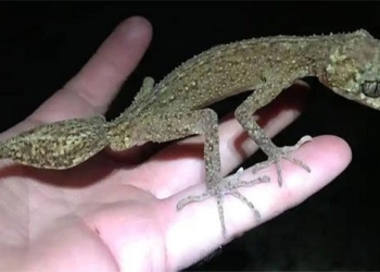 discovery of new predator species similar to rhinos in australia 126158