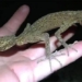 discovery of new predator species similar to rhinos in australia 126158