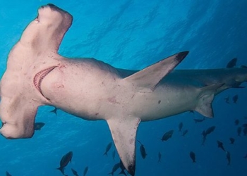 discovery of new species of monster fish shocks scientific community 125252