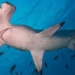 discovery of new species of monster fish shocks scientific community 125252