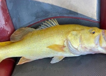 discovery of rare colorful mouth breeding fish in america 125895