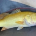 discovery of rare colorful mouth breeding fish in america 125895