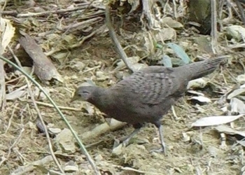 discovery of rare endangered chicken species in pu hu specialized forest 126196