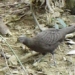 discovery of rare endangered chicken species in pu hu specialized forest 126196