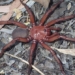 discovery of rare giant slug in australia 126525