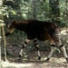 discovery of rare species similar to giraffe in congo 6157