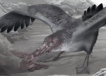 discovery of strange monsters that resemble satellites and could be resurrected 126042