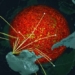 discovery of the ocean giant surrounding the earths core 126799