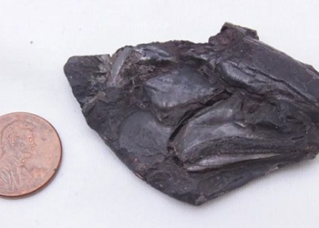 discovery of the oldest brain in the 319 million year old rock 125588