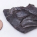 discovery of the oldest brain in the 319 million year old rock 125588