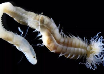 discovery of three types of glowing worms with strange animal forms 126683