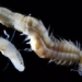 discovery of three types of glowing worms with strange animal forms 126683