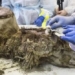 dissection of a brown bear frozen for almost 3 500 years in permafrost 126004