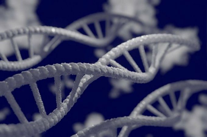 Illustration of a human gene segment.
