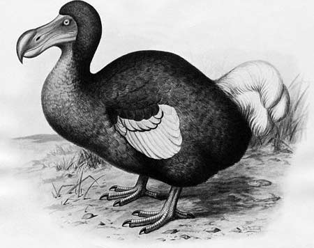 Dodo Bird