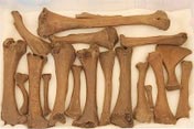 Dodo Bone