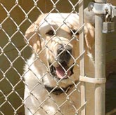 Noise levels in dog kennels can exceed that of a jackhammer – around 110 decibels – which can cause stress in animals, leading to negative physiological responses.