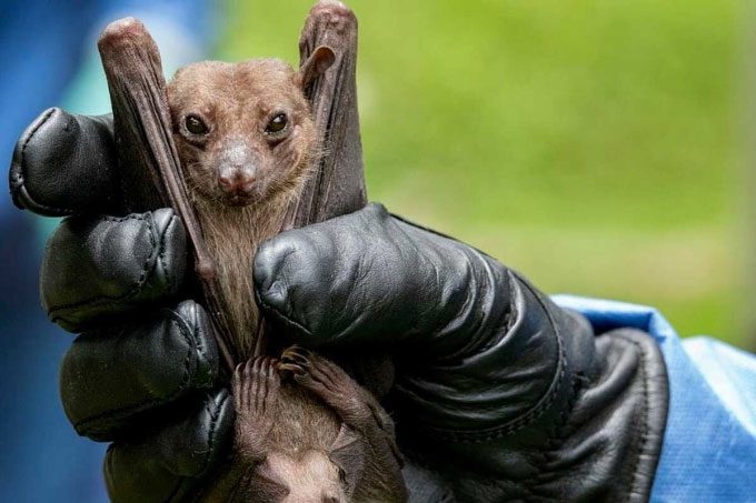 The Marburg Virus originates from African fruit bats.