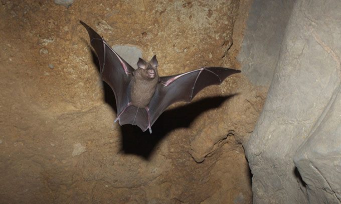Hump-nosed bat Hipposideros armiger