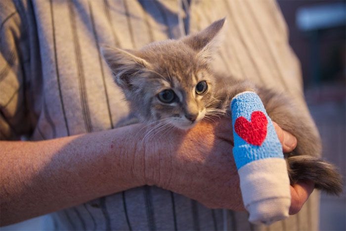 Surprising images of animals in casts